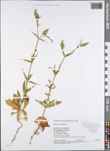 Silene noctiflora L., Eastern Europe, Central region (E4) (Russia)