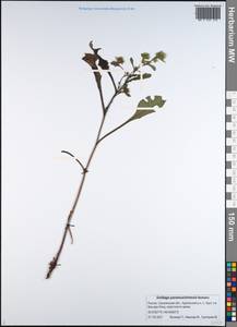 Solidago multiradiata subsp. paramuschirensis (Barkalov) Vorosch., Siberia, Russian Far East (S6) (Russia)