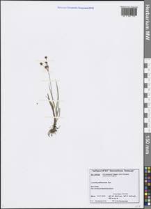 Luzula pallescens Sw., Siberia, Central Siberia (S3) (Russia)