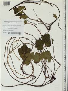 Rubus chamaemorus L., Eastern Europe, Northern region (E1) (Russia)