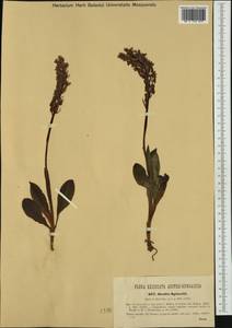 Orchis spitzelii Saut. ex W.D.J.Koch, Western Europe (EUR) (Italy)