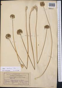 Allium sabulosum Steven ex Bunge, Middle Asia, Kopet Dag, Badkhyz, Small & Great Balkhan (M1) (Turkmenistan)