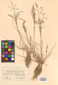 Puccinellia hauptiana (V.I.Krecz.) Kitag., Siberia, Chukotka & Kamchatka (S7) (Russia)