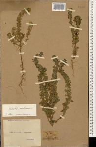 Sideritis montana L., Caucasus, Black Sea Shore (from Novorossiysk to Adler) (K3) (Russia)