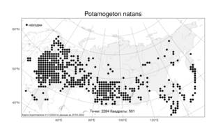 Potamogeton natans L., Atlas of the Russian Flora (FLORUS) (Russia)