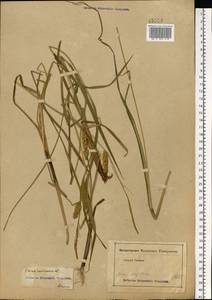Carex vesicaria L., Eastern Europe, Moscow region (E4a) (Russia)
