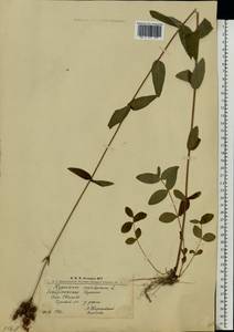 Hypericum montanum L., Eastern Europe, West Ukrainian region (E13) (Ukraine)
