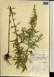 Artemisia umbrosa Turcz. ex DC., Mongolia (MONG) (Mongolia)