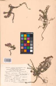 MHA 0 156 897, Thymus calcareus Klokov & Des.-Shost., Eastern Europe, Lower Volga region (E9) (Russia)
