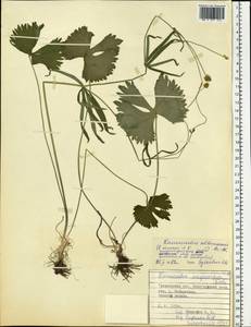 Ranunculus fallax (Wimm. & Grab.) Schur, Eastern Europe, Belarus (E3a) (Belarus)