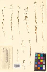 Erysimum cheiranthoides L., Siberia, Russian Far East (S6) (Russia)