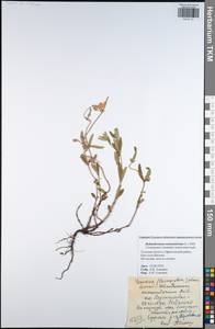 Helianthemum nummularium (L.) Mill., Eastern Europe, Central region (E4) (Russia)