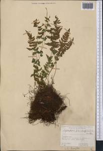 Cystopteris fragilis (L.) Bernh., Middle Asia, Pamir & Pamiro-Alai (M2) (Tajikistan)