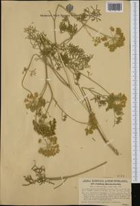Katapsuxis silaifolia (Jacq.) Reduron, Charpin & Pimenov, Western Europe (EUR) (Croatia)