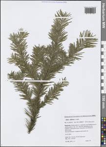 Abies sibirica Ledeb., Siberia, Baikal & Transbaikal region (S4) (Russia)