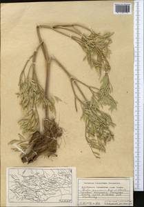 Ferula penninervis Regel & Schmalh., Middle Asia, Western Tian Shan & Karatau (M3) (Kazakhstan)