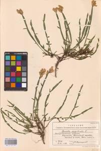 Genista sagittalis L., Eastern Europe, West Ukrainian region (E13) (Ukraine)