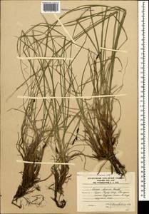 Carex dacica Heuff., Caucasus, South Ossetia (K4b) (South Ossetia)