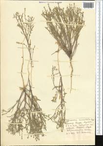 Tetracme recurvata Bunge, Middle Asia, Karakum (M6) (Turkmenistan)