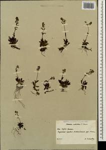 Veronica schistosa E. A. Busch, Caucasus, South Ossetia (K4b) (South Ossetia)