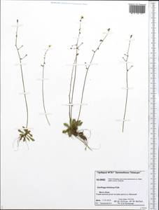 Micranthes foliolosa (R. Br.) Gornall, Siberia, Central Siberia (S3) (Russia)
