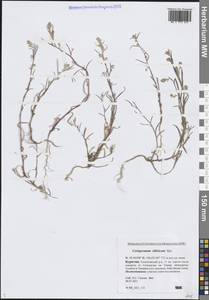 Corispermum sibiricum Iljin, Siberia, Baikal & Transbaikal region (S4) (Russia)