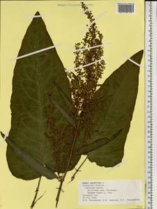 Rumex aquaticus L., Eastern Europe, Central region (E4) (Russia)