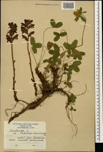 Orobanche, Caucasus, South Ossetia (K4b) (South Ossetia)