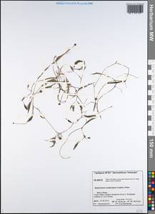 Ranunculus trichophyllus Chaix, Siberia, Central Siberia (S3) (Russia)