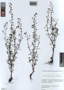 Chaenorhinum minus, Siberia, Altai & Sayany Mountains (S2) (Russia)