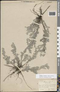 Artemisia lercheana Weber ex Stechm., Eastern Europe, Eastern region (E10) (Russia)