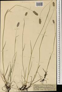 Alopecurus brachystachyus M.Bieb., Mongolia (MONG) (Mongolia)
