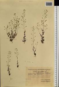 Draba nemorosa L., Siberia, Chukotka & Kamchatka (S7) (Russia)