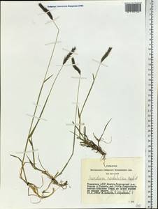 Hordeum roshevitzii Bowden, Siberia, Altai & Sayany Mountains (S2) (Russia)