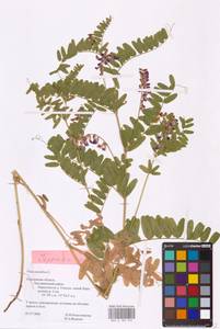 Vicia cassubica L., Eastern Europe, Western region (E3) (Russia)