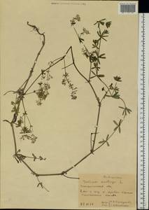 Galium mollugo L., Eastern Europe, West Ukrainian region (E13) (Ukraine)