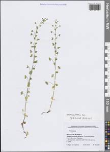 Veronica persica Poir., Eastern Europe, North-Western region (E2) (Russia)