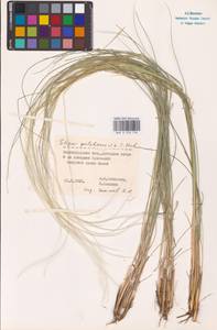 Stipa pulcherrima K.Koch, Eastern Europe (no precise locality) (E0)