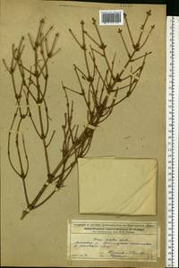 Picea abies (L.) H. Karst., Eastern Europe, Volga-Kama region (E7) (Russia)
