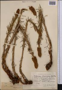 Rhodiola semenovii (Regel & Herder) Boriss., Middle Asia, Northern & Central Tian Shan (M4) (Kazakhstan)