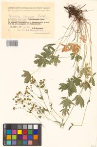 Potentilla longipes Ledeb., Eastern Europe, Lower Volga region (E9) (Russia)