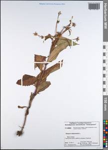 Senecio nemorensis L., Siberia, Central Siberia (S3) (Russia)
