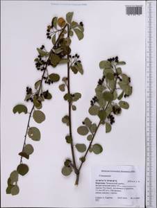 Cotoneaster, Middle Asia, Western Tian Shan & Karatau (M3) (Kyrgyzstan)