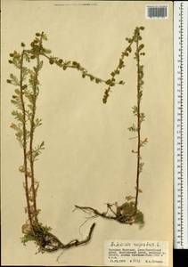 Artemisia rupestris L., Mongolia (MONG) (Mongolia)