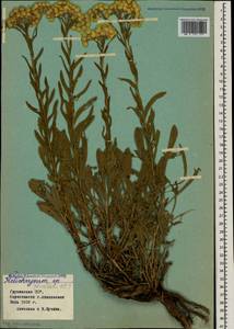 Helichrysum plicatum, Caucasus, Georgia (K4) (Georgia)