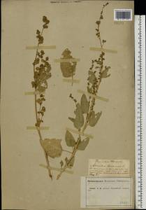 Atriplex hortensis L., Eastern Europe, Central forest-and-steppe region (E6) (Russia)
