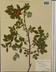 Rosa glabrifolia C. A. Mey. ex Rupr., Eastern Europe, Central forest region (E5) (Russia)