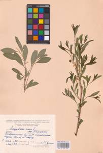 Prunus tenella Batsch, Eastern Europe, Middle Volga region (E8) (Russia)