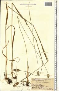Phleum alpinum L., Caucasus, Stavropol Krai, Karachay-Cherkessia & Kabardino-Balkaria (K1b) (Russia)
