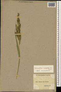 Echinochloa crus-galli (L.) P.Beauv., Caucasus, Armenia (K5) (Armenia)